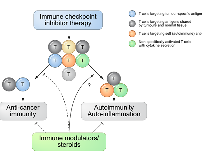 Mechanistic interaction between antitumor immunity and irAEs induced by immune checkpoint inhibitor therapy. 